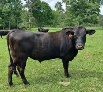 Registered Black Angus Bull