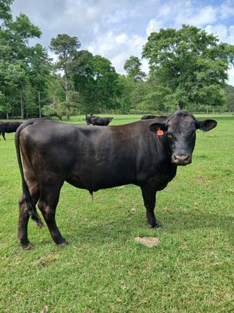 Registered Black Angus Bull