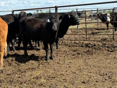 Black Angus Bred Heifers - 34 head