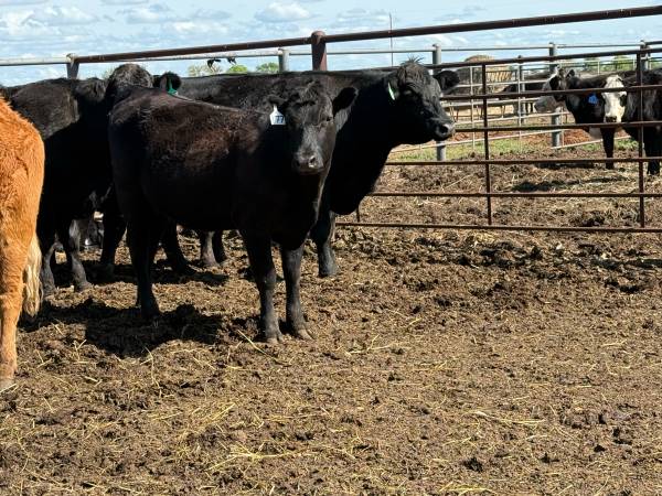 Black Angus Bred Heifers - 34 head