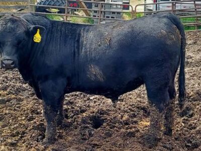 Black Angus Bulls For Sale