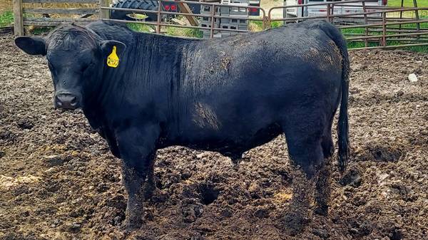 Black Angus Bulls For Sale