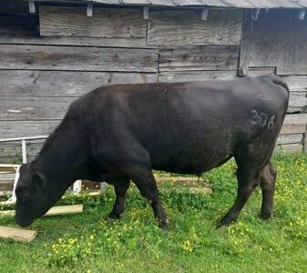 Registered Black Angus Bull