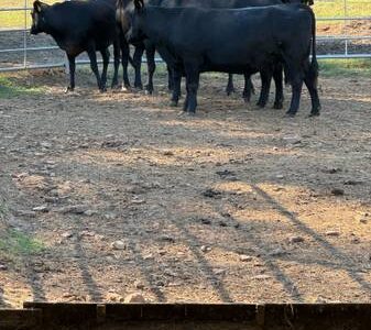 Bred Black Angus Cows