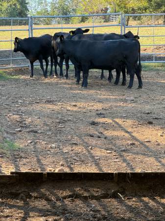 Bred Black Angus Cows