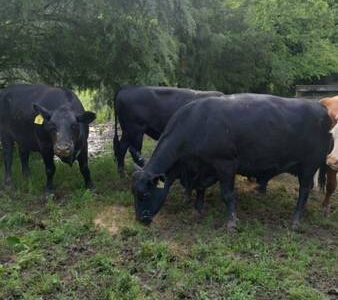 Black Angus Cows