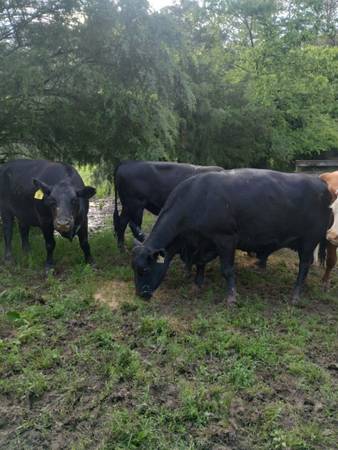 Black Angus Cows