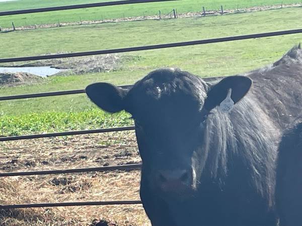 Registered Angus Bulls