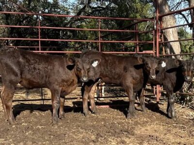 Black Angus Bull Calves