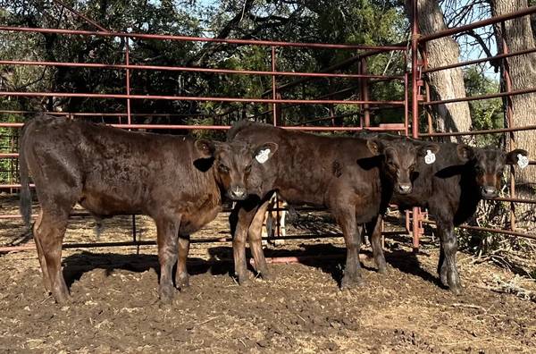 Black Angus Bull Calves