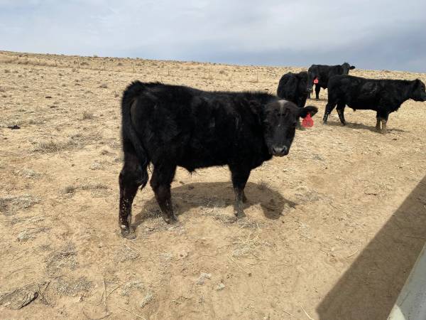 Commercial Black Angus Bulls