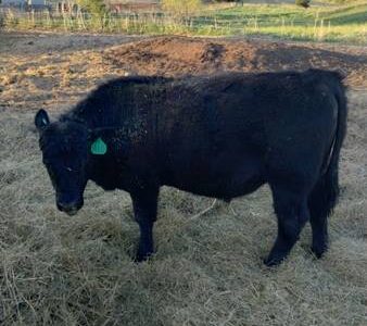 Purebred Black Angus Bulls