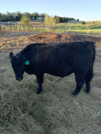 Purebred Black Angus Bulls