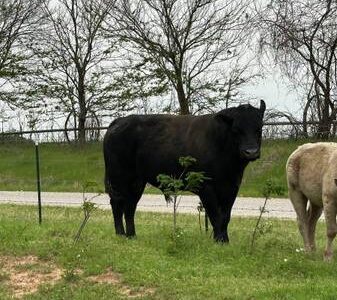 Black Angus Bull