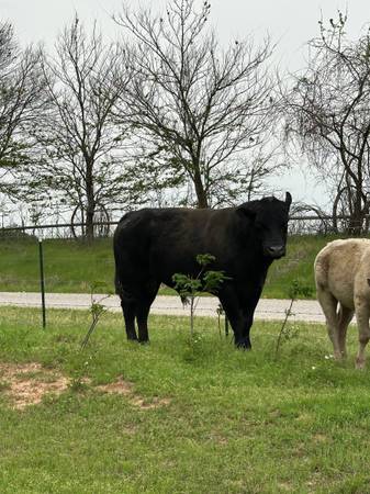 Black Angus Bull