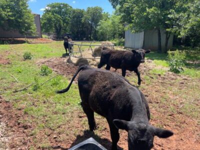 Black Angus Bull Calves