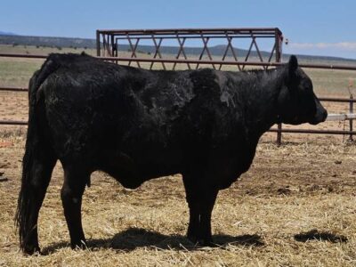 Black Angus Cow/Calf Pair