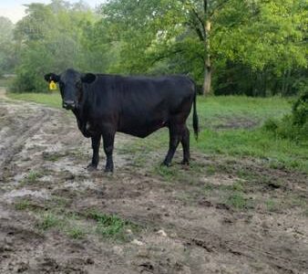 Black Angus Cows