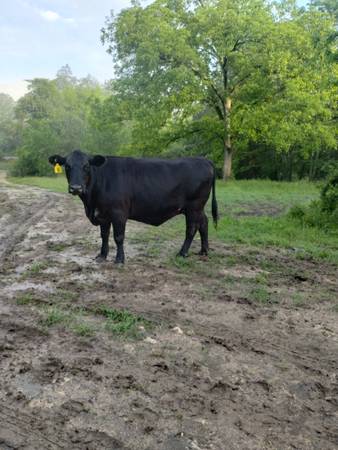 Black Angus Cows