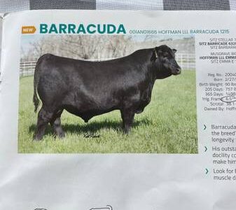 Black Angus Bulls