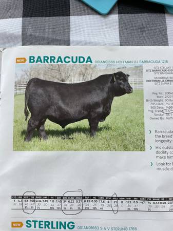 Black Angus Bulls