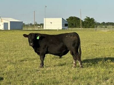 Registered Angus Bulls