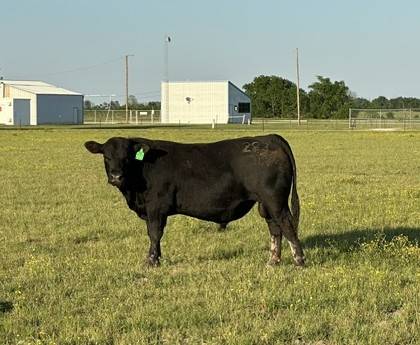 Registered Angus Bulls