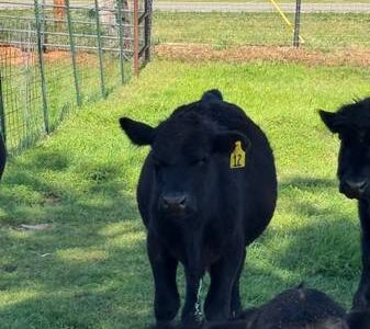 Black Angus Bulls For Sale