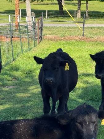 Black Angus Bulls For Sale