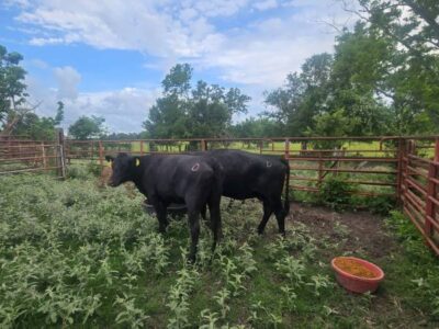 Bred Angus Cows