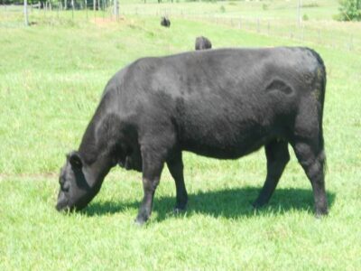 Bred Angus Heifer