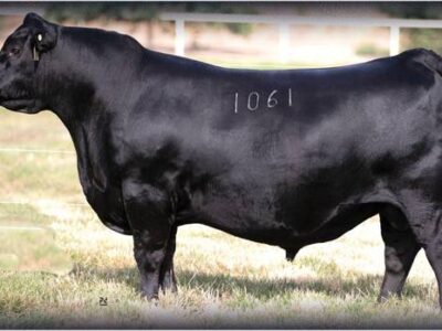 Black Angus Bulls - 30/head