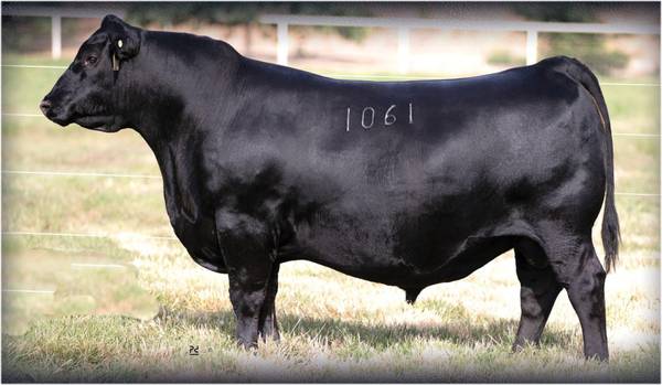 Black Angus Bulls - 30/head
