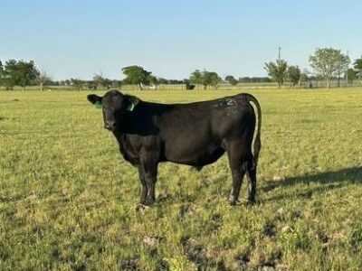 Registered Angus Bulls