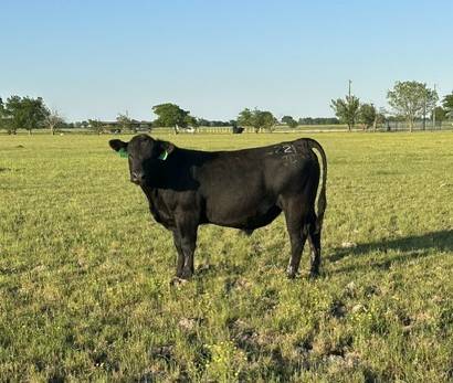 Registered Angus Bulls