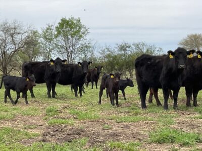 Black Angus Pairs - 35 head
