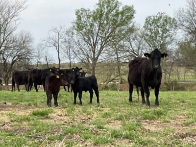 Black Angus Pairs - 35 head