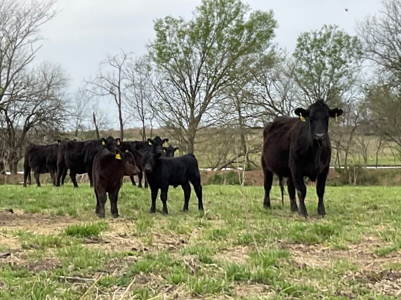 Black Angus Pairs - 35 head
