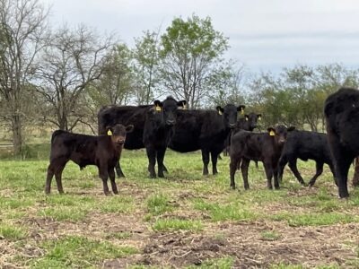 Black Angus Pairs - 35 head