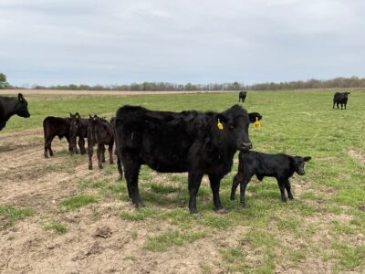 Black Angus Pairs - 35 head