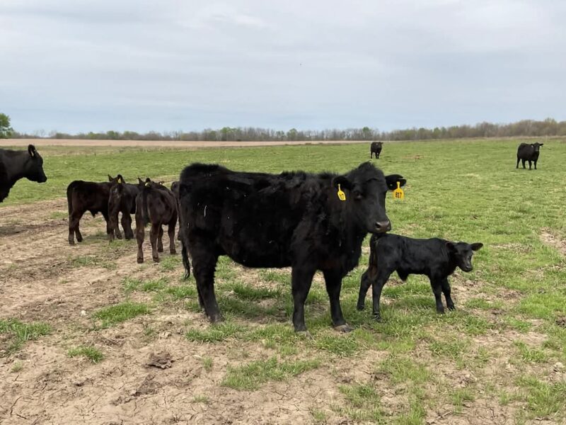 Black Angus Pairs - 35 head