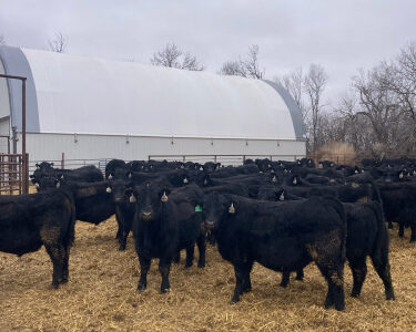 Black Angus Yearling Bulls - 110/head