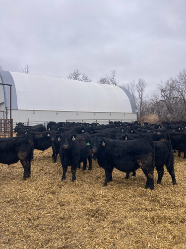 Black Angus Yearling Bulls - 110/head