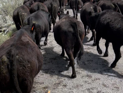 Black Angus Cows - 50 head