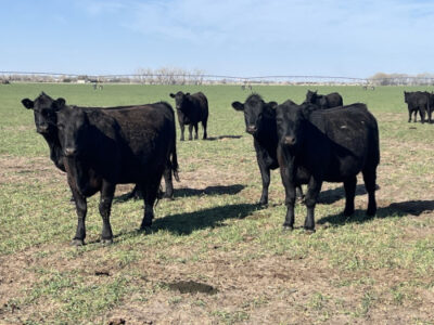 Black Angus Cows - 300 head