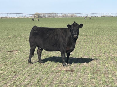 Black Angus Cows - 300 head
