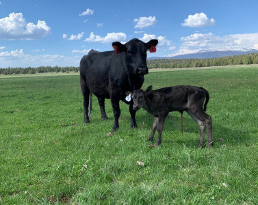 Black Angus Cows - 50 head