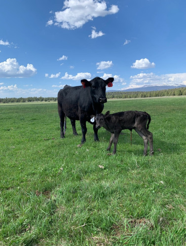 Black Angus Cows - 50 head
