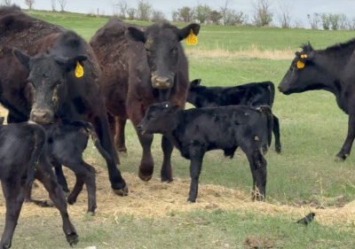 Black Angus Heifer Pairs