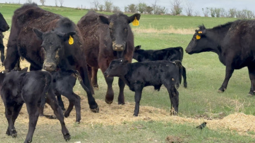 Black Angus Heifer Pairs